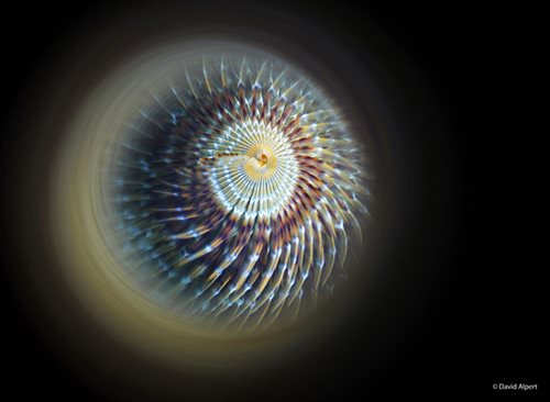 Spiralling-Spirograph-David-Alpert-WEB.jpg Spiralling-Spirograph-David-Alpert-WEB.jpg